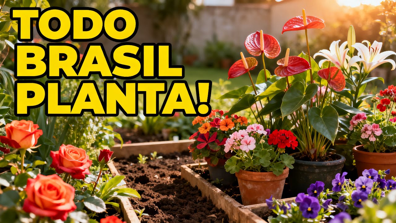 Top 10 Flores Ornamentais Mais Cultivadas no Brasil (Fáceis e Que Funcionam)