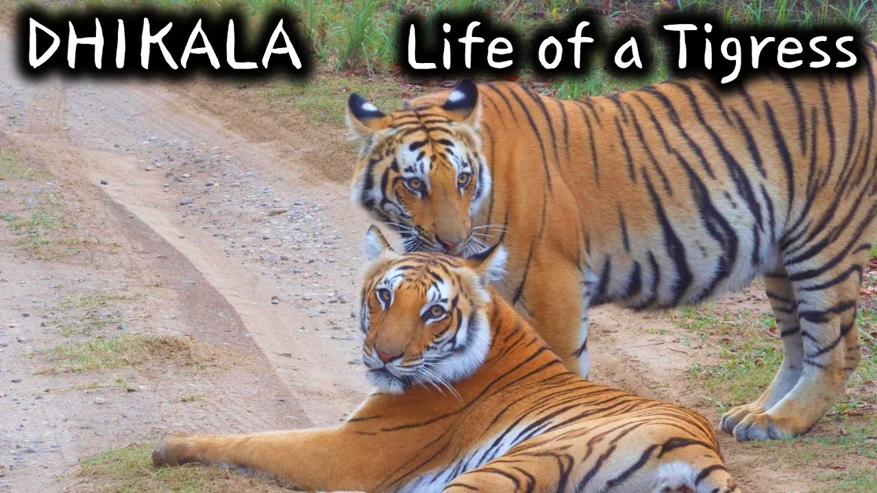 DHIKALA Safari | Tigers Everywhere | Tough Life of a Tigress