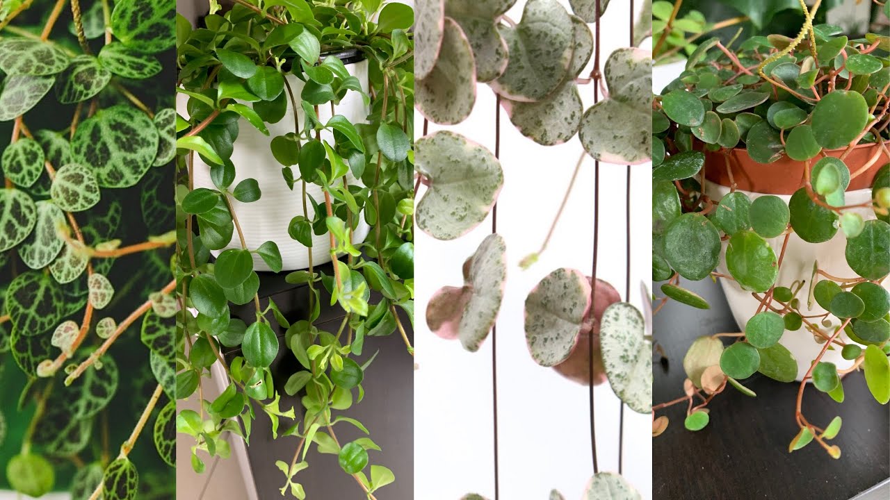 6 PLANTAS PENDENTES COM FOLHAS PEQUENAS E DELICADAS