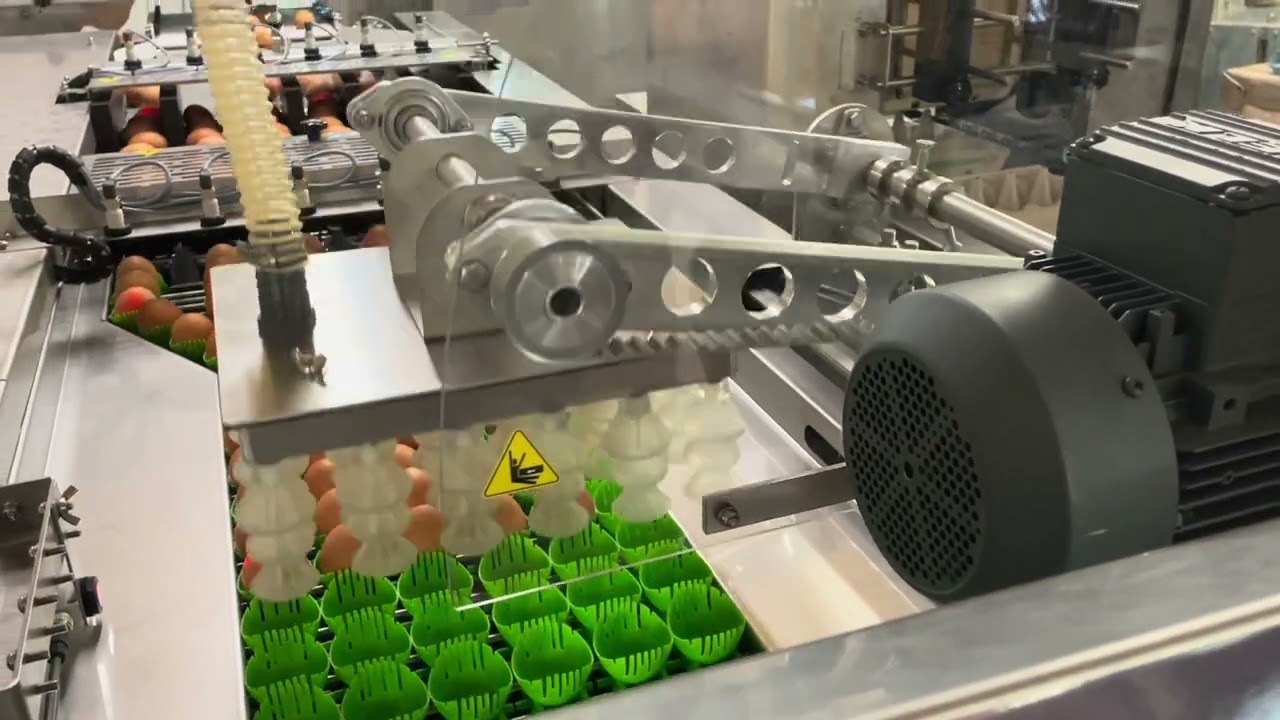 DAMTECH Egg Grader E grader 40 + egg packing cartons