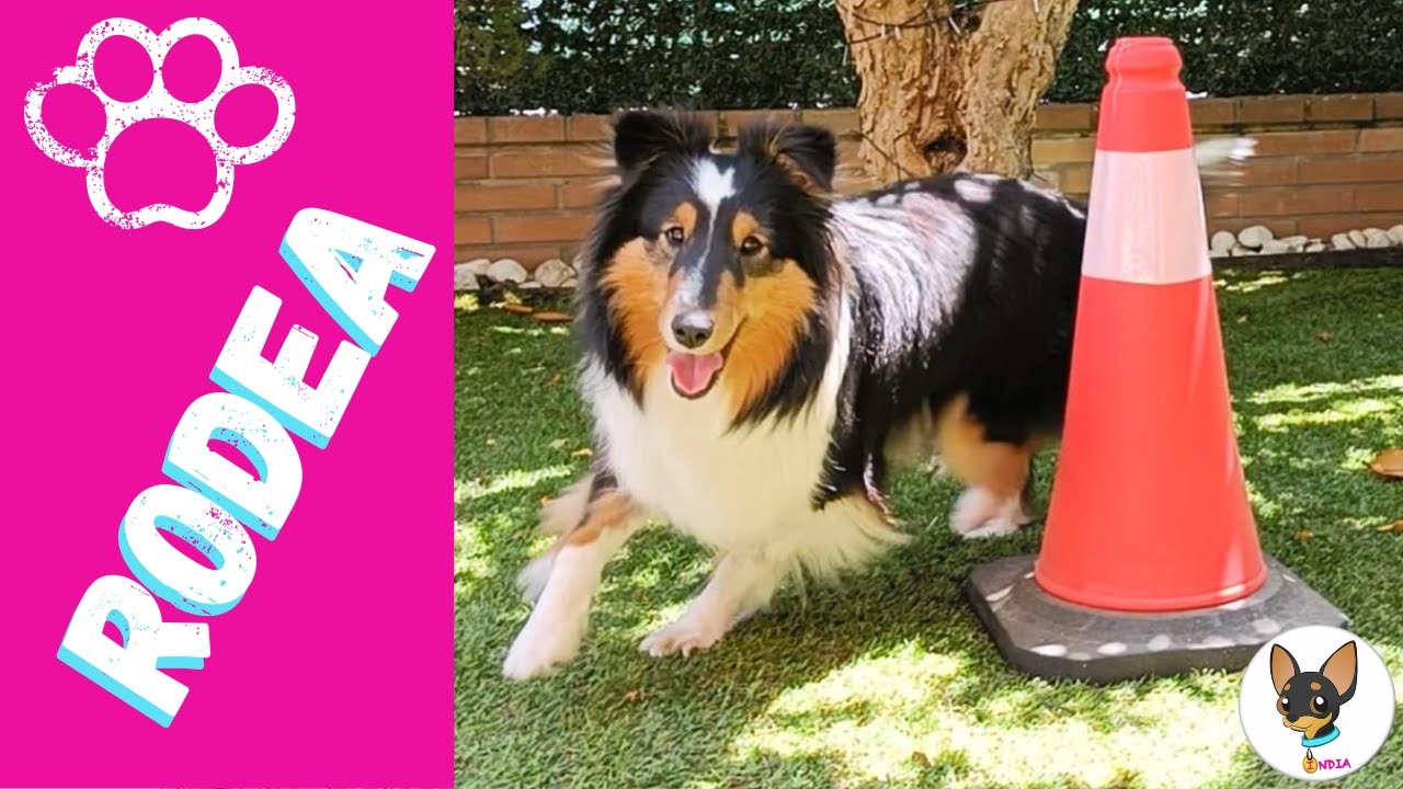 Enseña a tu PERRO a RODEAR un OBJETO
