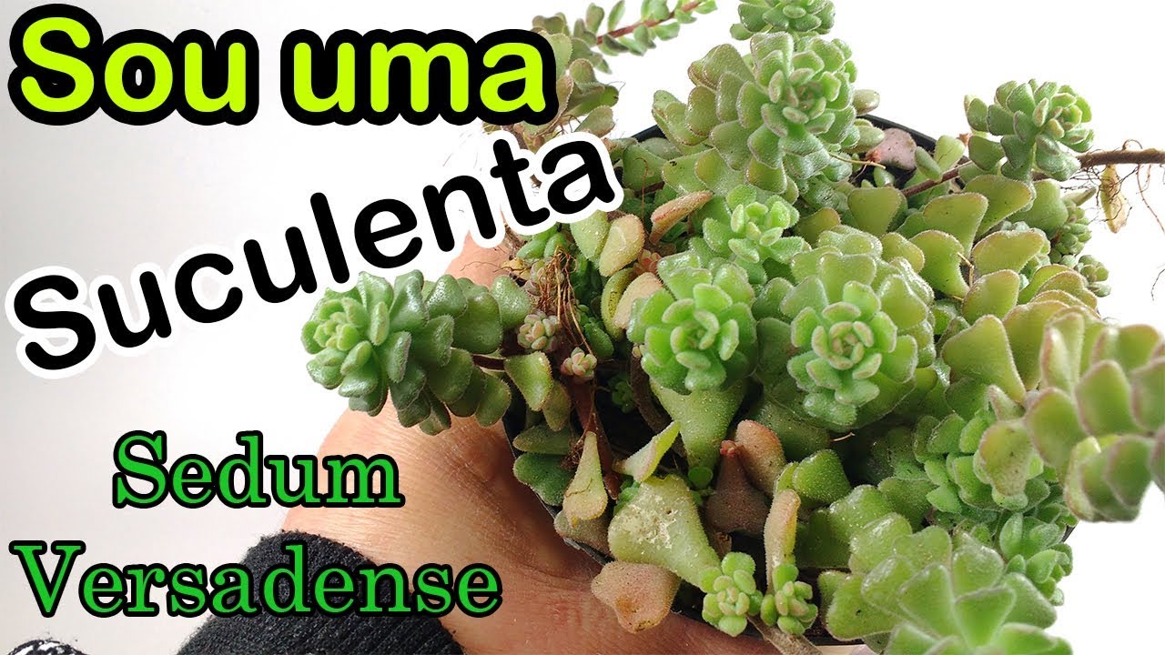 SOU UMA SUCULENTA #2 Sedum Versadense
