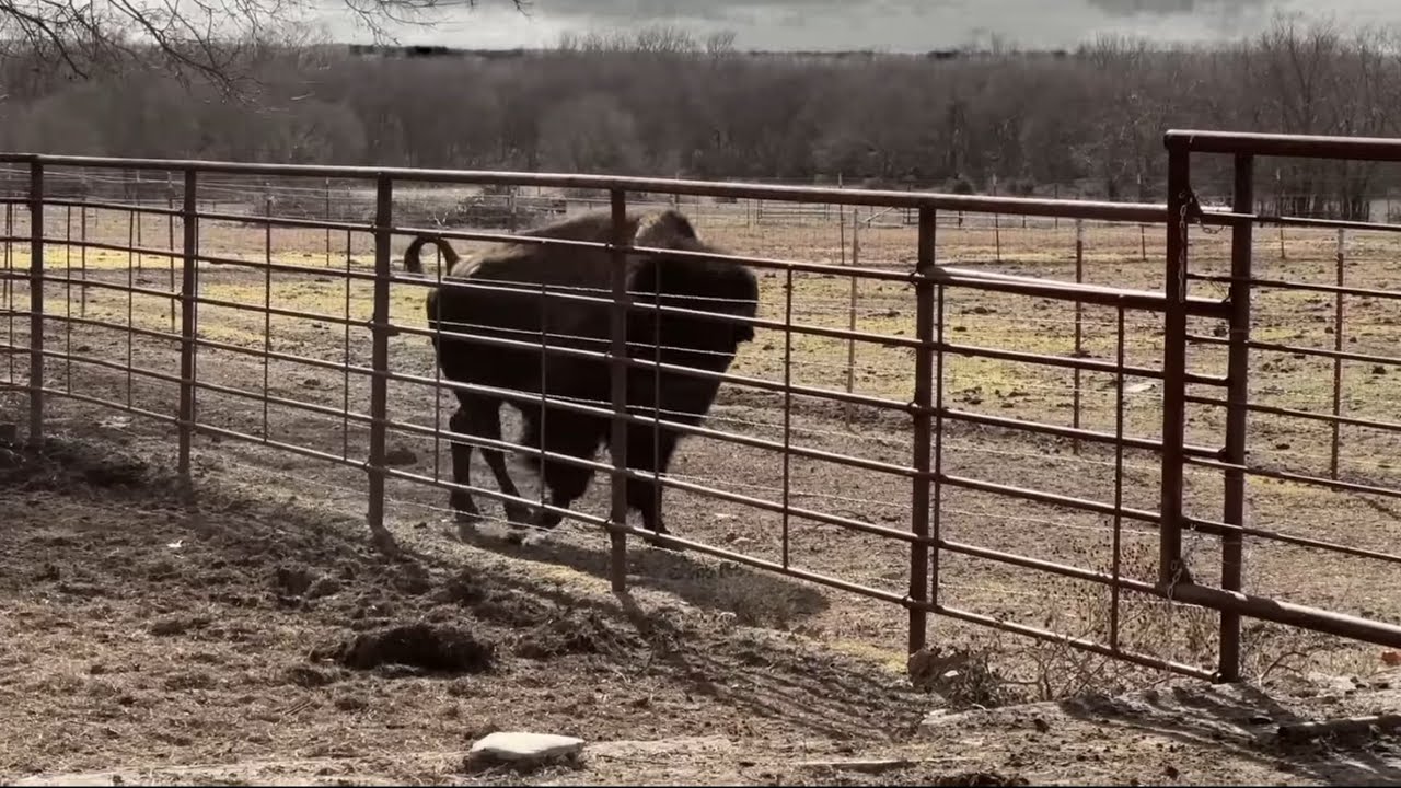 Close Call Cutting Bison!