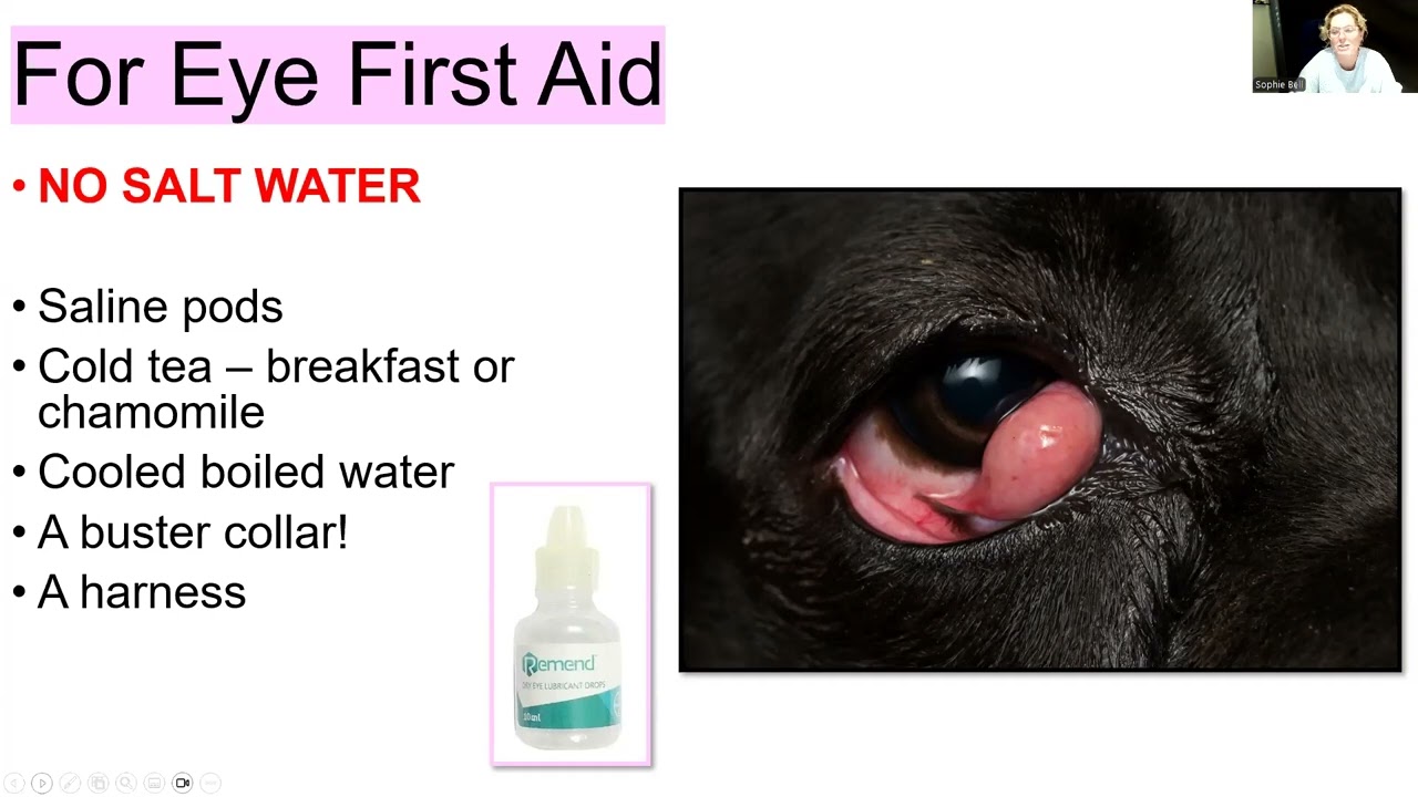 Designing a first aid kit - Animal Love