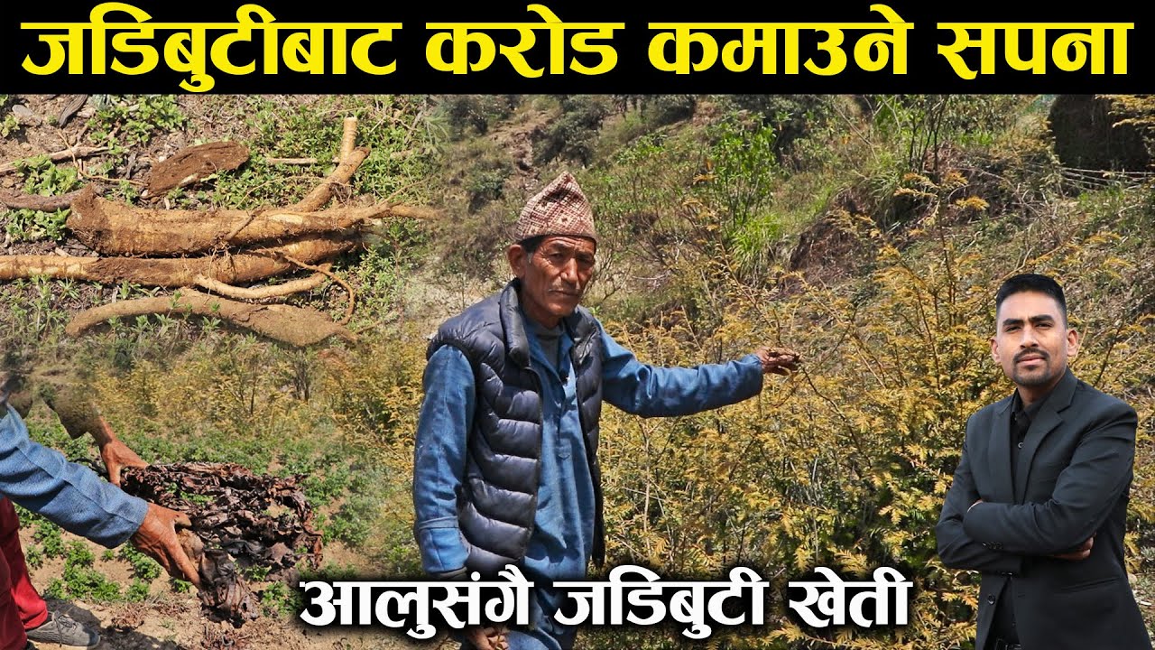 जडिबुटी खेतीबाट वर्षमा करोड कमाउने सपना,१ रोपनीको खेतीले ५ जनाको परिवारलाई वर्षभरि खान पुग्ने !