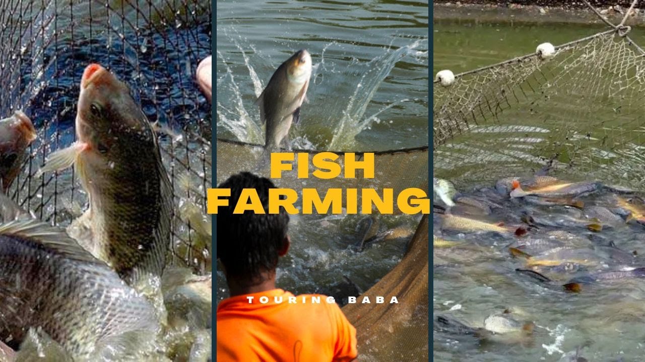 || Arbin Fish Farming Ishwarpur Sarlahi ||