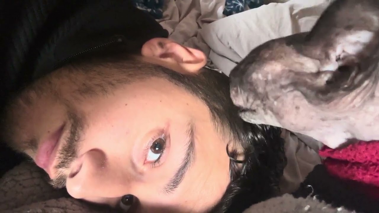 My Sphinx Cat Thinks I’m His Kitten 😳 #shorts #sphynx #cat 