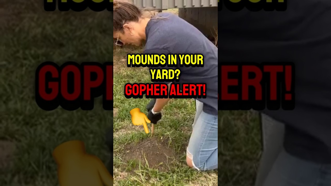 WiseHub Presents: Gopher Control in Edmonton with Savvy Pest Control!