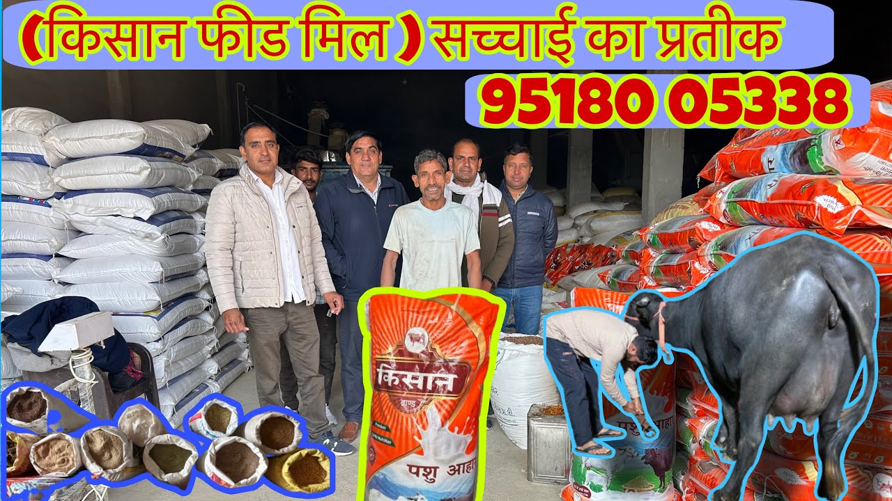 श्याम बालकिया बुल की बहन ने कौनसा फीड खा कर  17.720kg दूध निकाला |1500 का बैग 40 kg feed 95180 05338