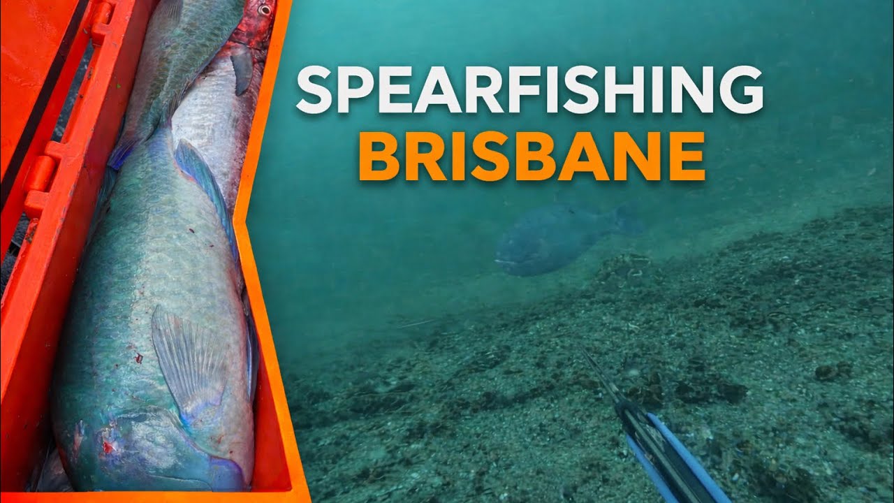 Spearfishing Brisbane in Summer Ep. 001