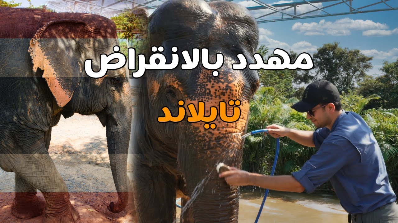 بهذا المكان ينقذون حياة الفيلة  - لماذا يجب أن نتوقف عن ركوب الفيل؟ // بوكيت تايلاند 🇹🇭