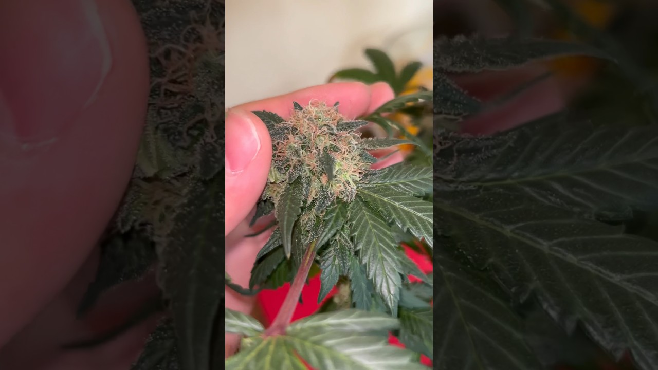 Peyote Cookies (2/2) from Barney&rsquo;s Farm! Day 72 #420 #smoking #cannabis #growing #growplants #plants