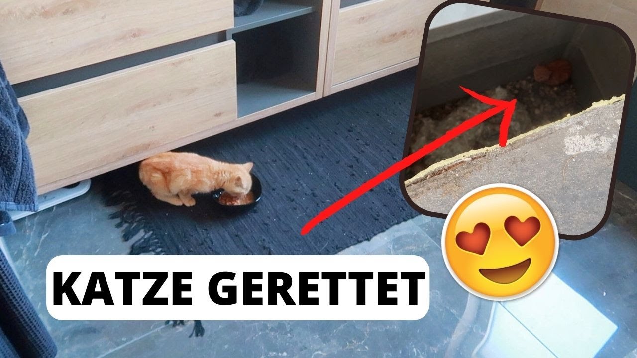KATZENBABY vor dem TOT GERETTET 🤯 TBATB