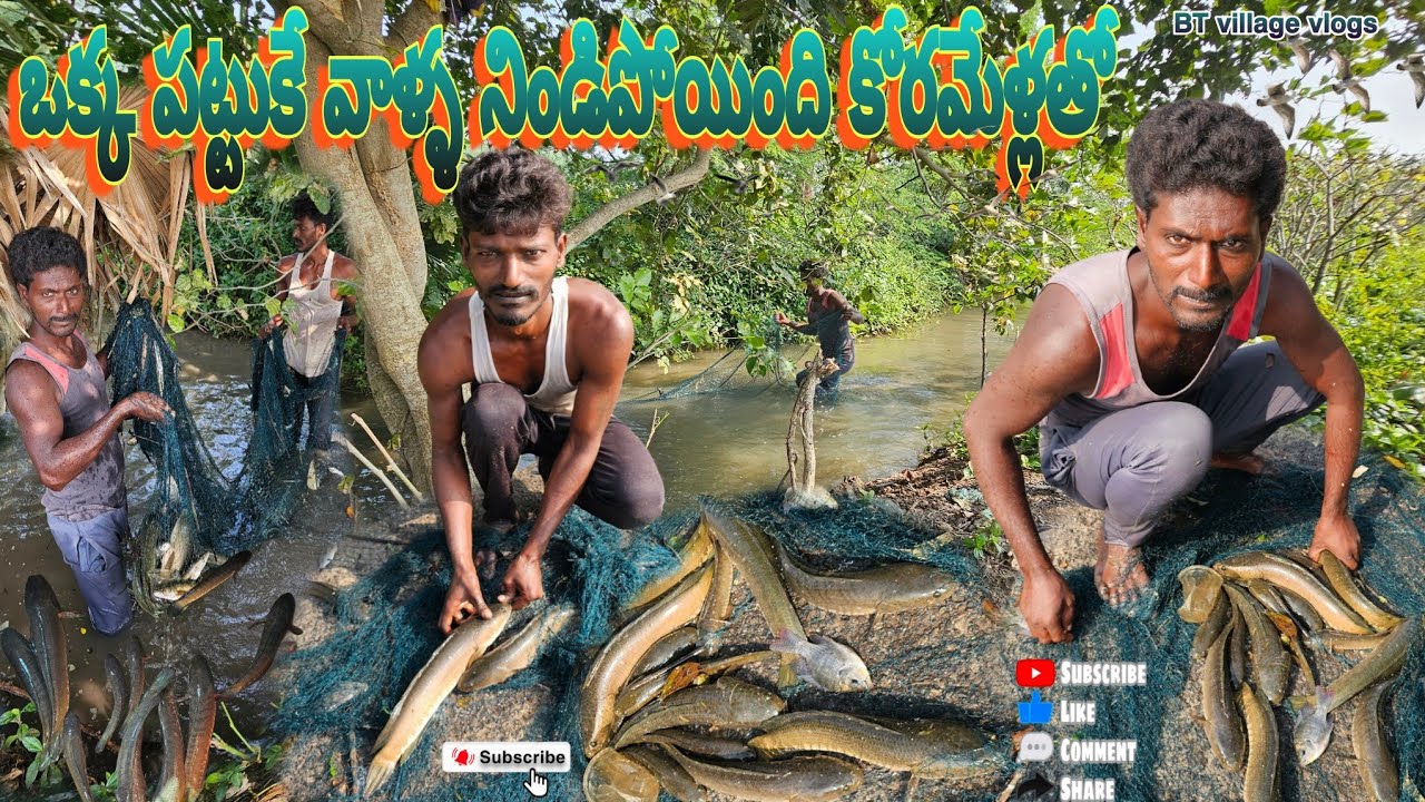 ఒక్క పట్టుకే వల నిండిపోయింది కొరమేళ్లతో #fishing #koramenu hunting #fishhunting #villagevlog #prawns
