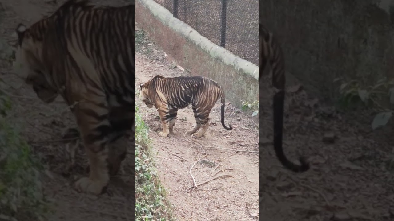Second point of zoo 