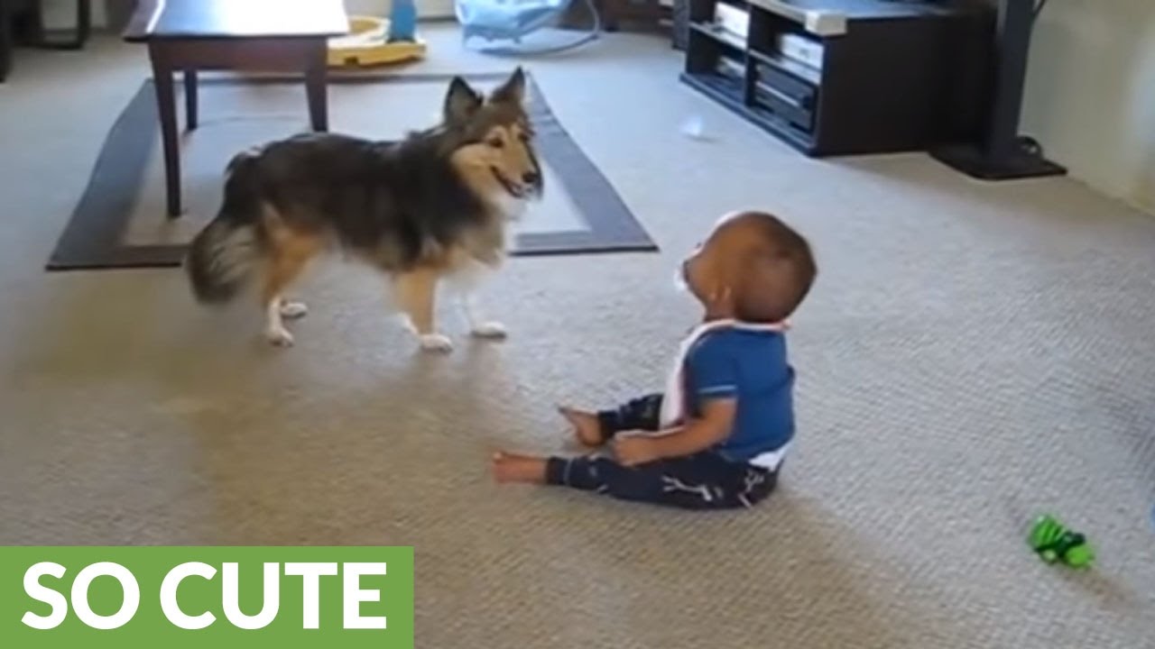 Baby can't stop laughing at hyperactive dog