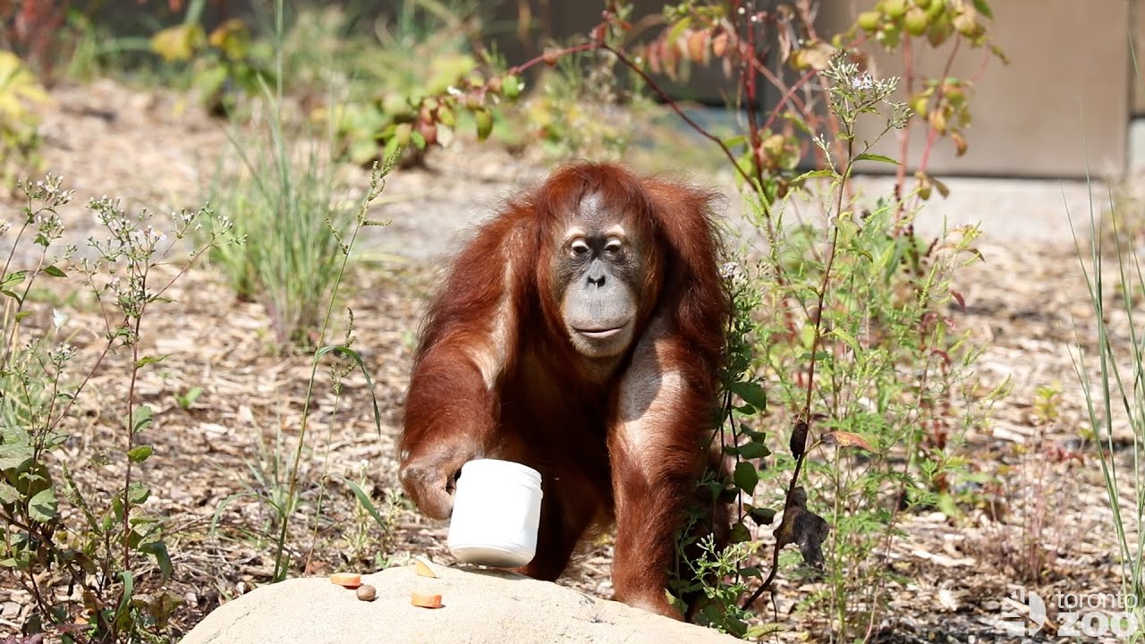 Choice and Control - Toronto Zoo Orangutans Exploring Their NEW Orangutan Habitat