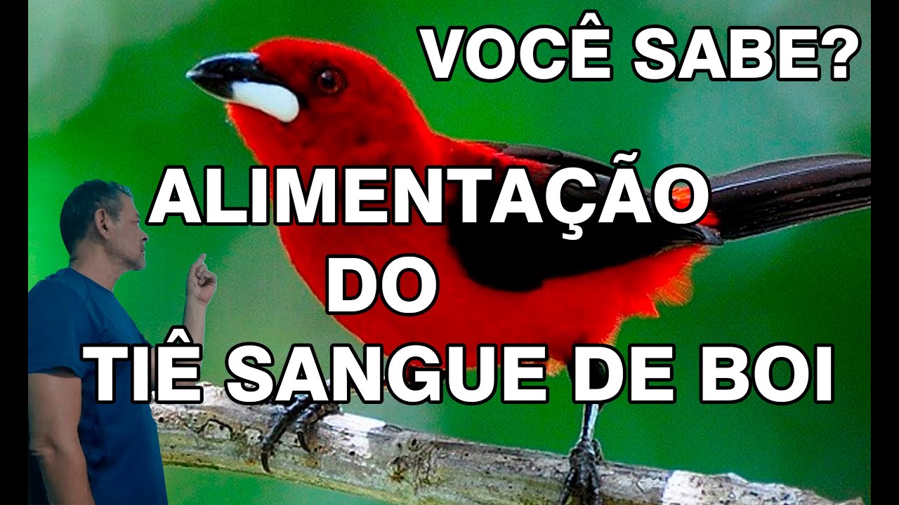 COMO ALIMENTAR SEU TIÊ SANGUE DE BOI DA MANEIRA CORRETA (DICAS DE ALIMENTAÇÃO)!!