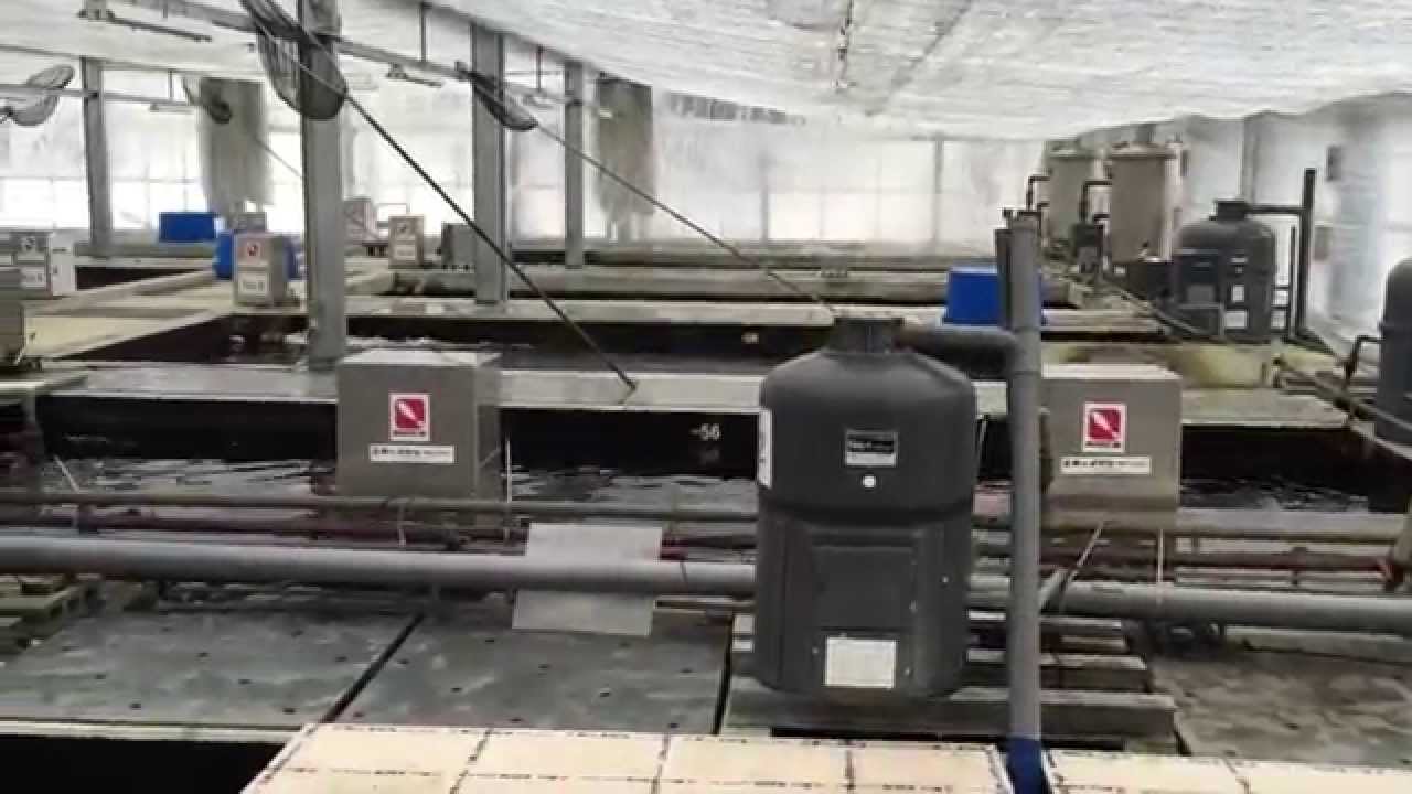 Dainichi Koi Farm