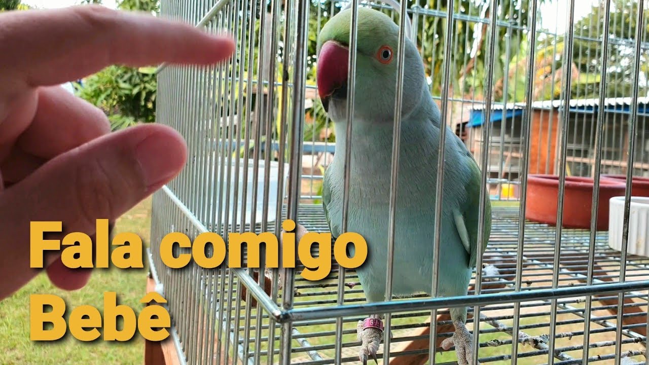 CONVERSANDO COM O BEBÊ - RING NECK AZUL TURQUEZA 4K