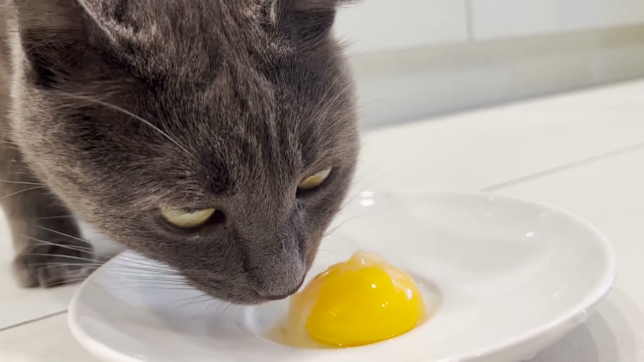 Cat Eating Egg Yolk ASMR #10