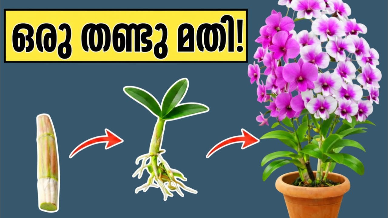 Keiki Orchid Propagation / Orchid Care / പണച്ചിലവില്ലാതെ ഓർക്കിഡ് തൈകൾ ഉൽപാദിപ്പിയ്ക്കാം!