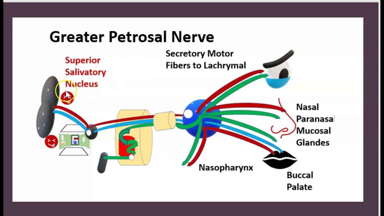 2-Minute: Facial Nerve/ Anatomy/ CN VII/ Nuclei/ Greater/ Deep/ Lesser/ Petrosal/ Nerve