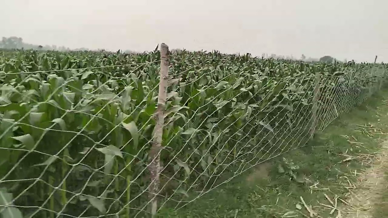 108 बीघा जमीन बिकाऊ डिमांड 9 लाख रुपया एकड़ मांग है जिला बहराइच तहसील नानपारा संपर्क 8090291079