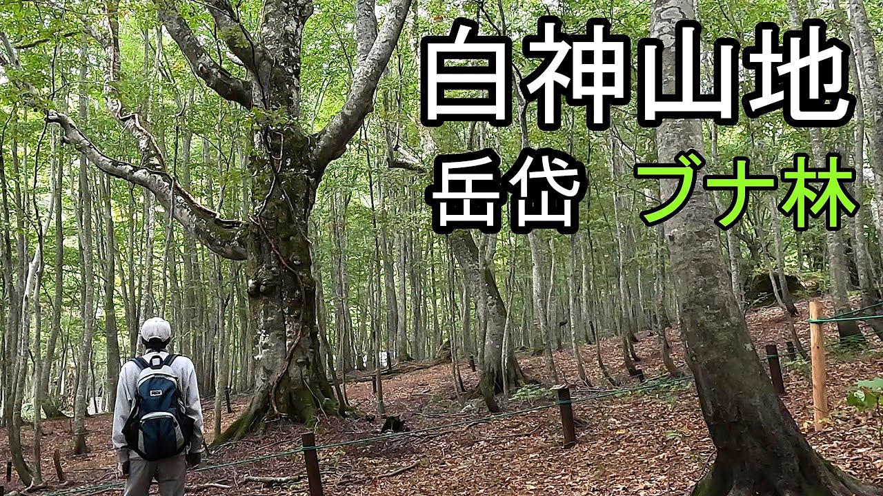 白神山地・岳岱のブナ林【東北の山と湖をめぐる旅#7】
