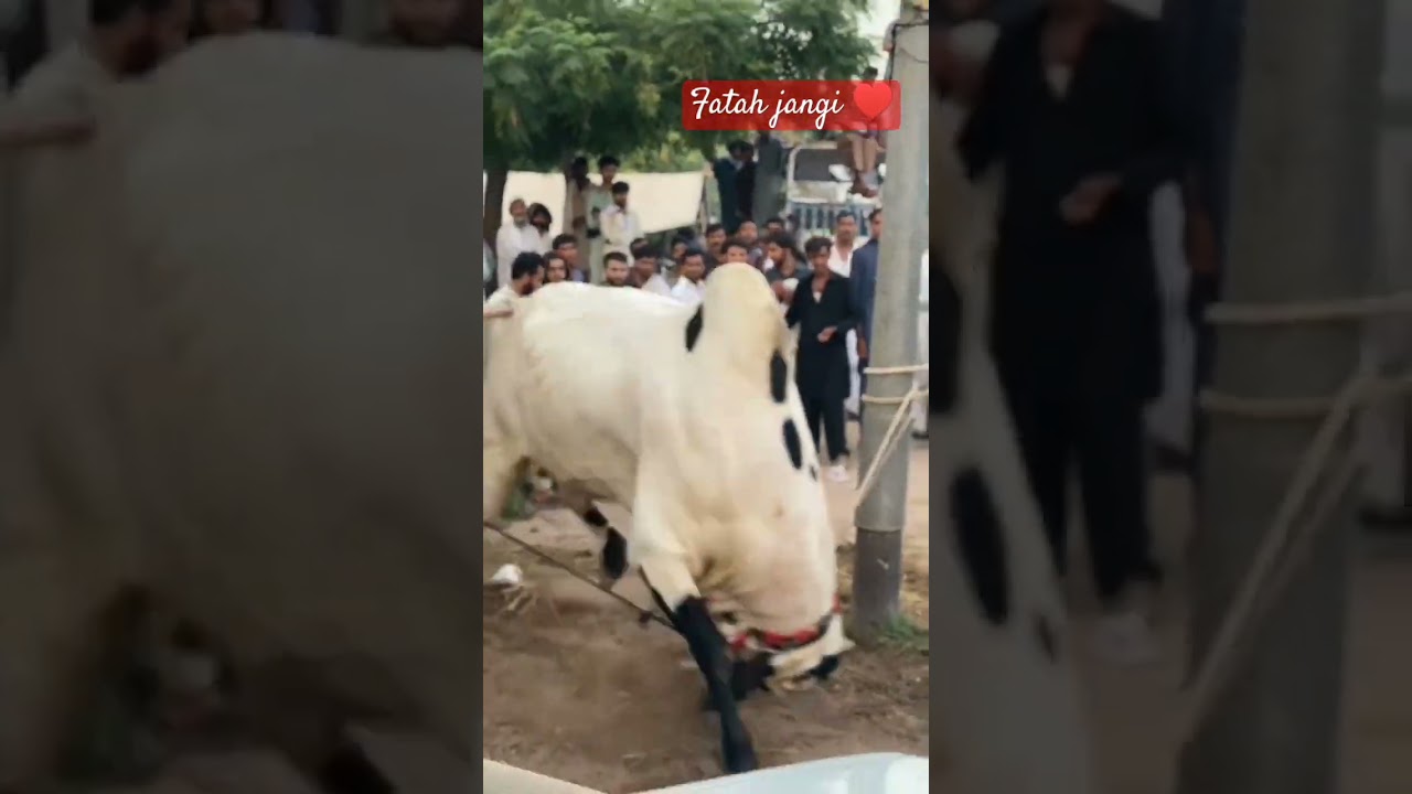Dhani Bull Pakistan|Fatah jangi bull ♥️Eid update 