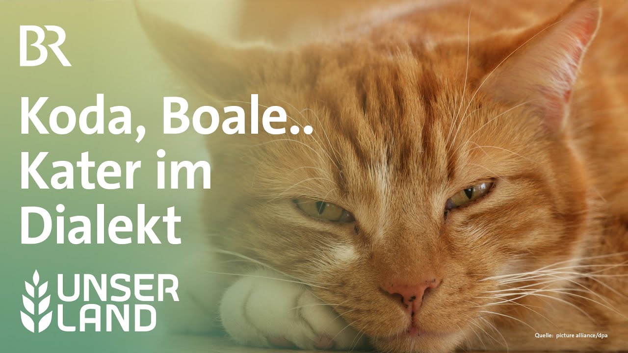 Wie heißt der Kater im Dialekt? | Unser Land | BR Fernsehen