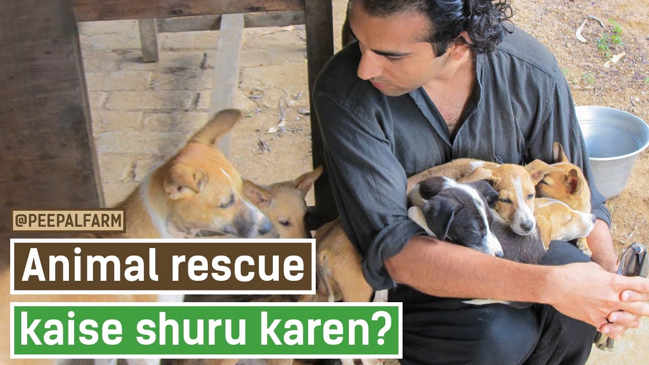 Animals ki help karna kaise start kare | Animal rescue start kaise kare | Animal welfare