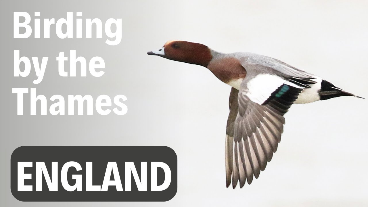 Urban Birding Trip to Dartford & Crayford Marshes; British Birds