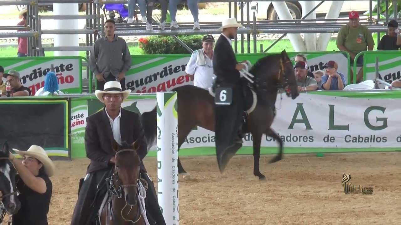 CATALEYA DEL ARABE, TERCER PUESTO CAMPEONATO JOVEN TROCHA Y GALOPE EXPO ARJONA GRADO B 2026