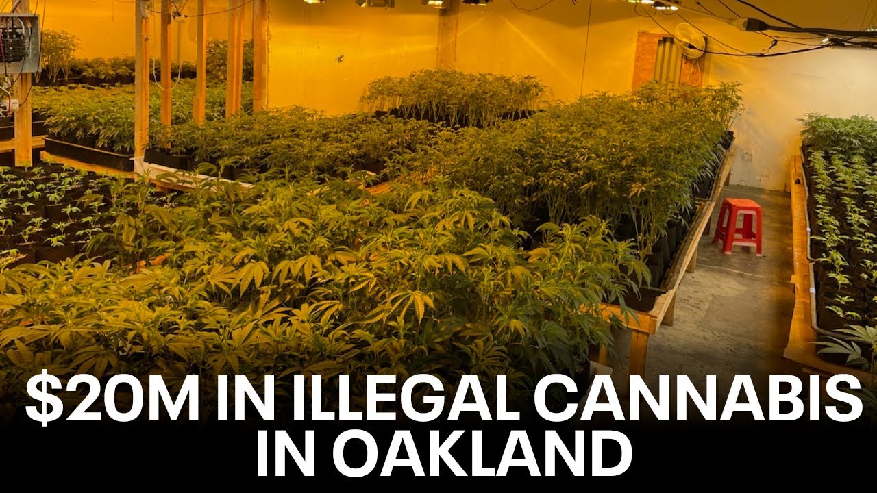 CHP finds massive illegal cannabis operation in Oakland | KTVU