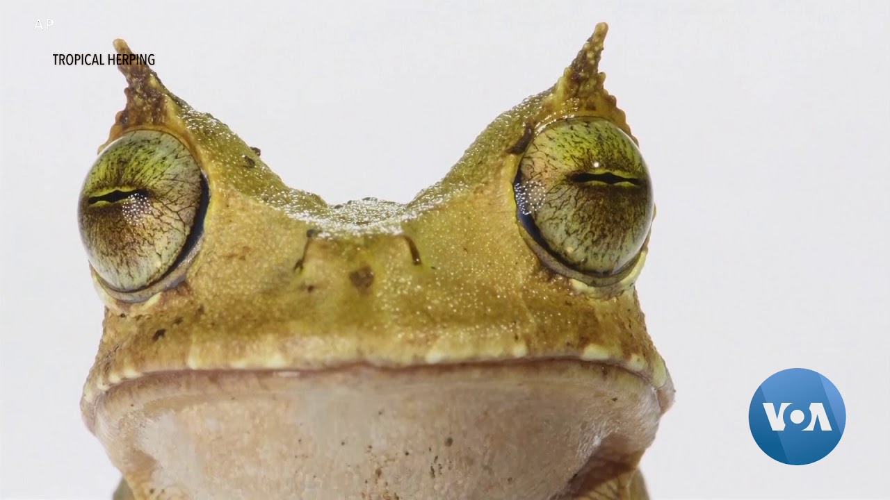 Thought Extinct, Horned Frog Rediscovered in Ecuador Rainforest