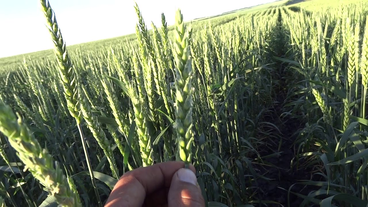 НЕРЕАЛЬНАЯ НОРМА ВЫСЕВА  26 кг./га, сорт Ликамеро (урожайность 36 ц/га)