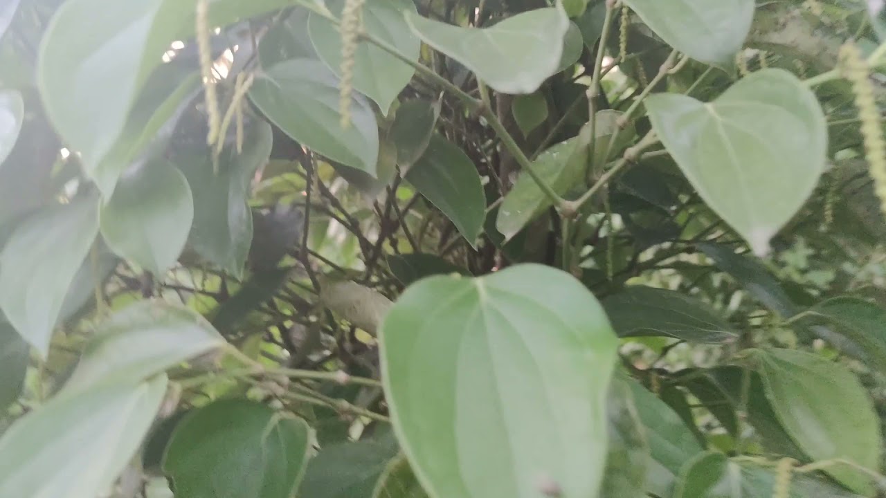 ASSUREZ VOTRE RETRAITE EN 3 ANS SEULEMENT avec le poivre / black peppers