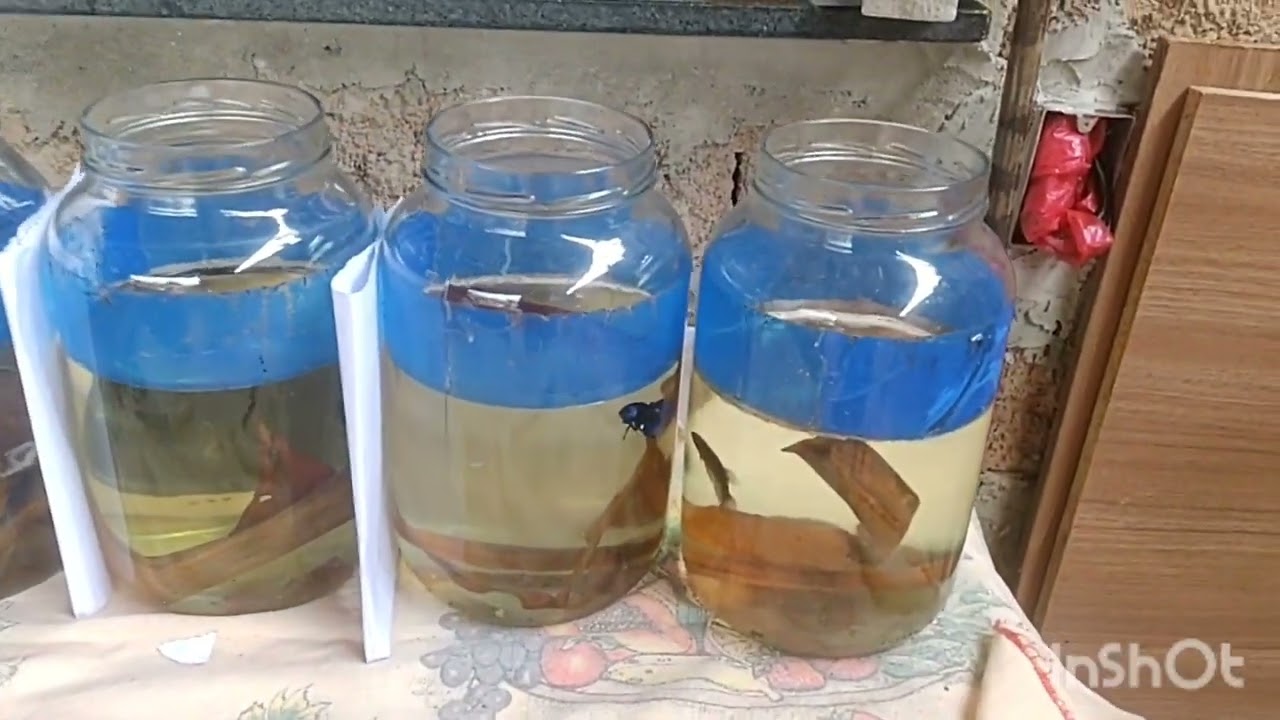 Criação e manejo de bettas 