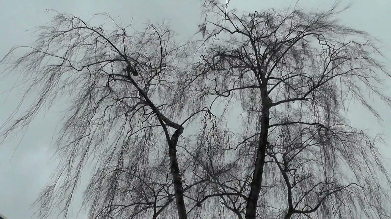 Poate mâine...  / Adriana Ausch / Maybe Tomorrow...