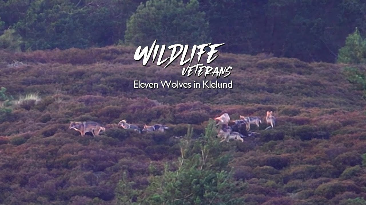 11 Wolves - Klelund Pack