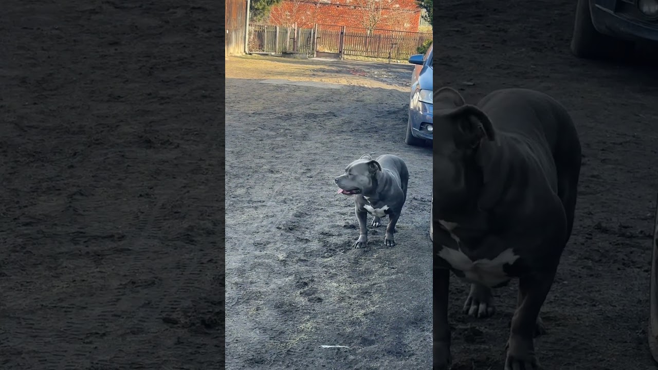 Stara wszystko widzi🤭#dog #americanbully #shortvideo #shorts #video #shortdogs #foryou #fan #love