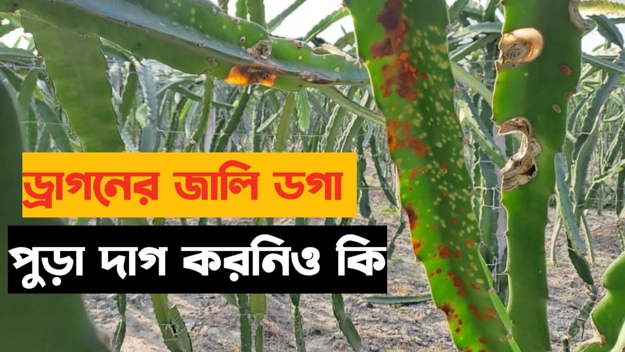 🛑ড্রাগনের জালি ডগা পুড়া দাগ করনিও কি Rubel vai initiative agro