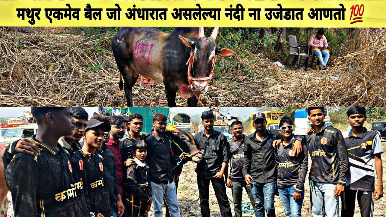 मथुर एकमेव बैल जो अंधारात असलेल्या नंदी ना उजेडात आणतो 💯 मथुर - बादल फेरा नंतर मुलाखत 