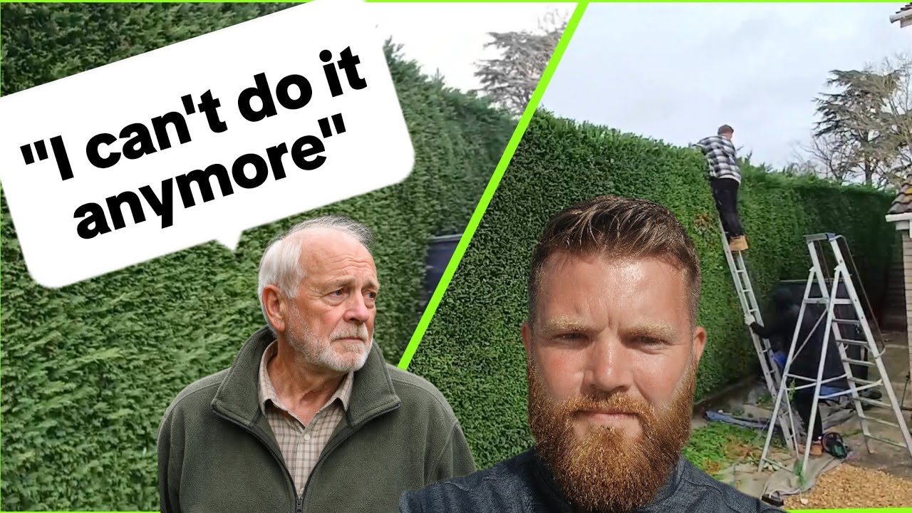 Hedge trimming for a customer who said 