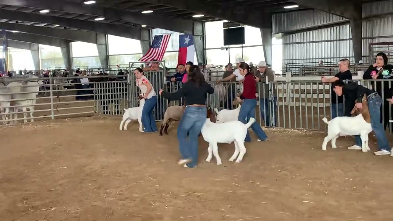 Team GCP- Sonny Brazil Classic Goats Class 7 01/25/25