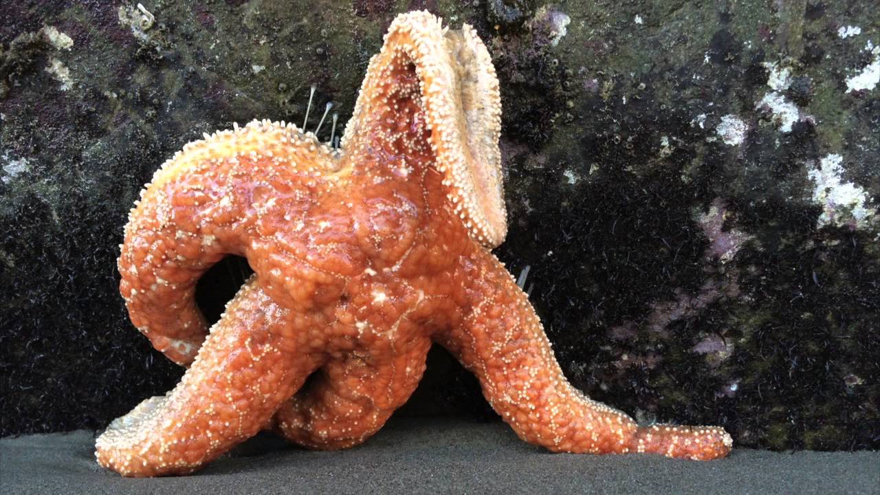 Sea Star Wasting Syndrome