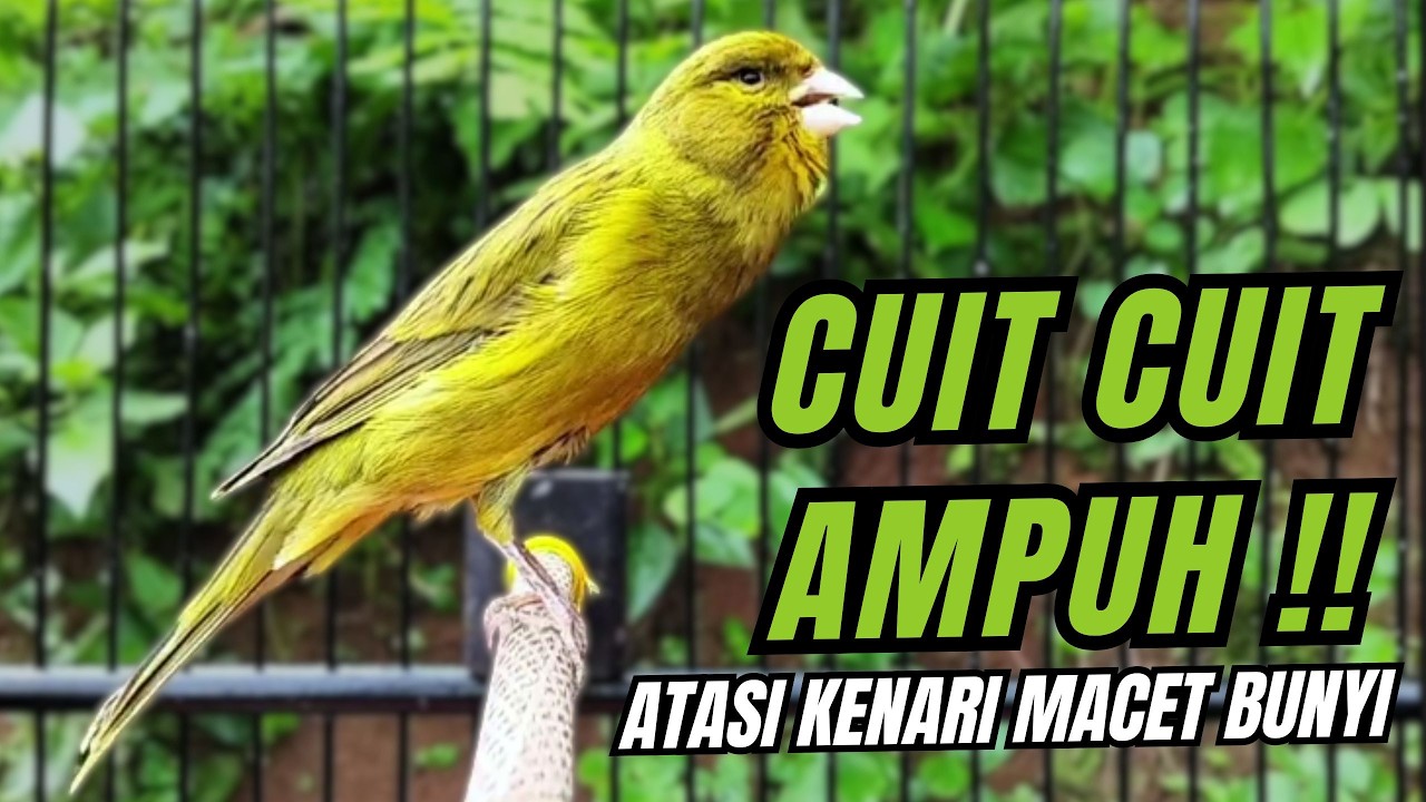 Kenari GACOR MANTUL Cocok untuk Pancingan, Masteran KENARI PAUD dan Kenari Macet BUNYI
