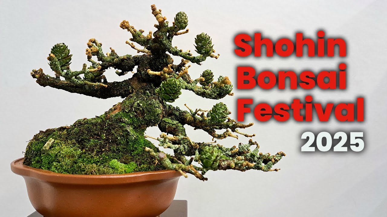SHOHIN BONSAI FESTIVAL 2025