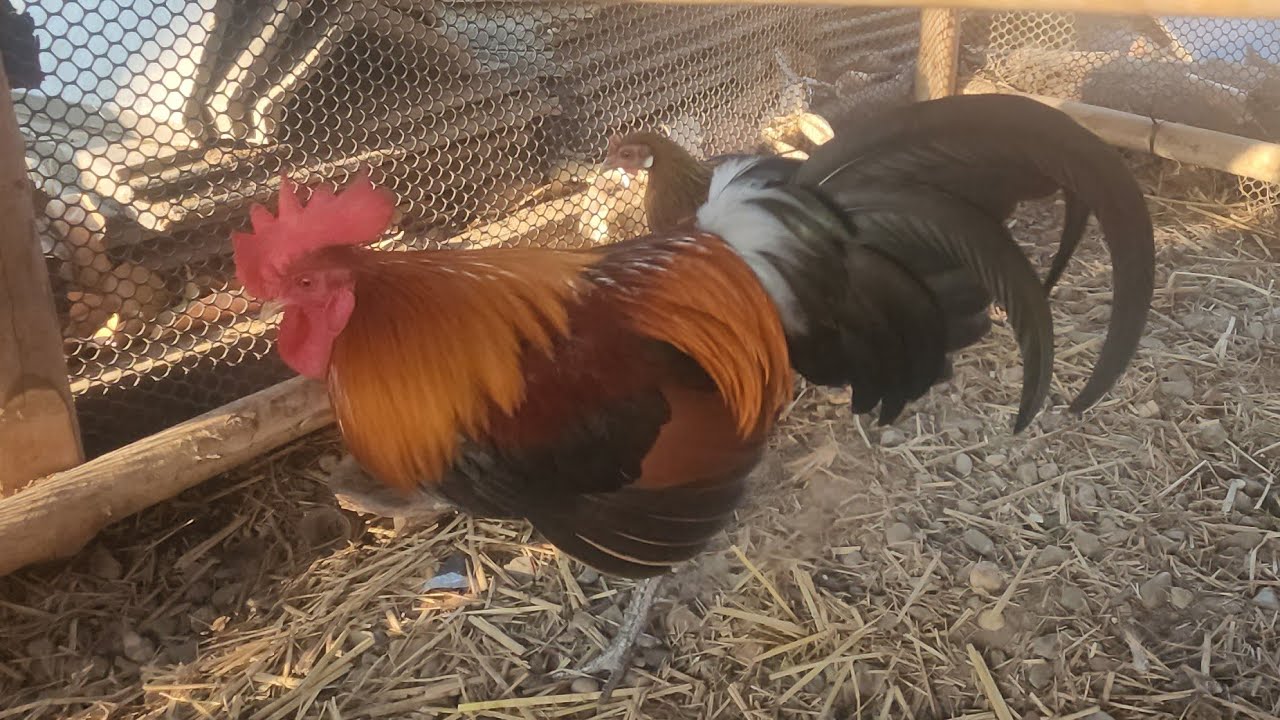 ✅️Ep:22 kv mb kv tu qaib 🐓🐓 f2 tso poj lm os 